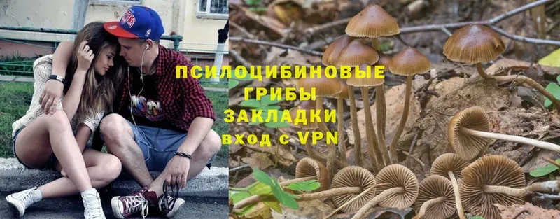 где купить   Наволоки  дарк нет Telegram  Псилоцибиновые грибы Psilocybine cubensis 